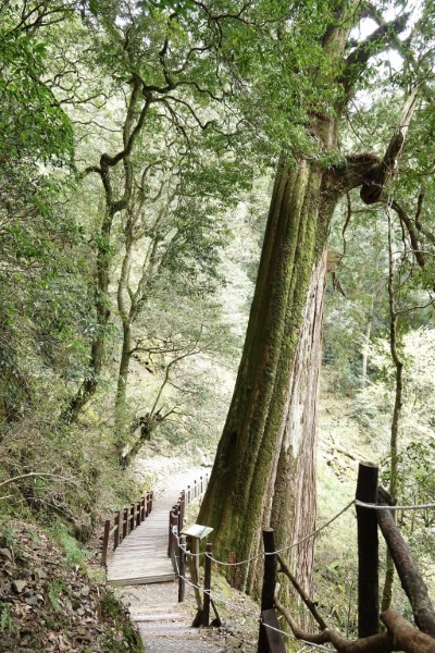 大雪山_小神木步道 